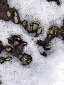 bulbs 2-16 Binghamton